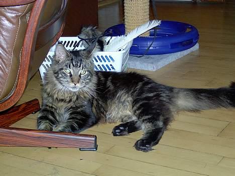 Maine Coon Samson billede 3