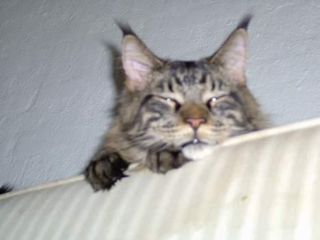 Maine Coon Samson billede 4