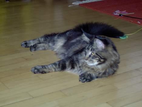 Maine Coon Samson billede 5