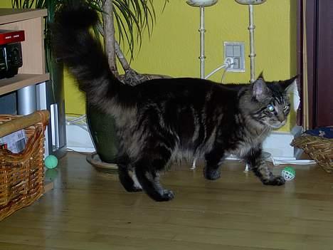 Maine Coon Samson billede 6