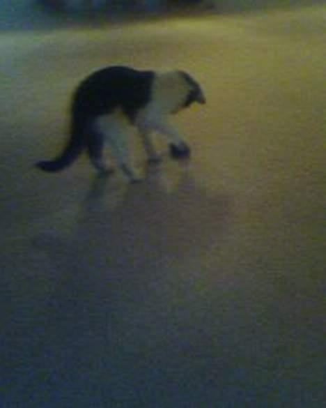 Blanding af racer oscar - graaww er jeg ikk farlig..  billede 6