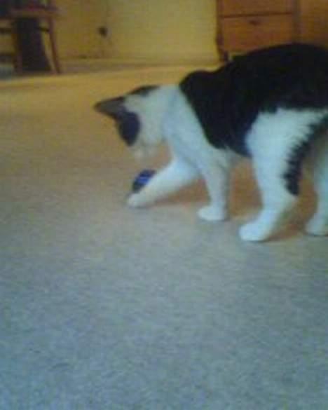 Blanding af racer oscar - nu kommer kæmpe katten og smadre alle biler.. !! billede 7