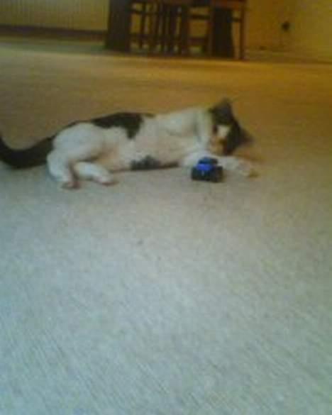 Blanding af racer oscar - aaahh kæmpe katten er faldet, og bilen har vundet.. dam dam damdam.. billede 8