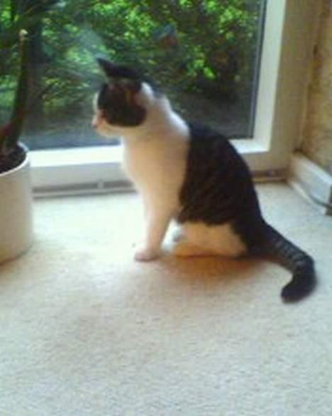 Blanding af racer oscar - hej se hvor fin jeg er.. billede 9