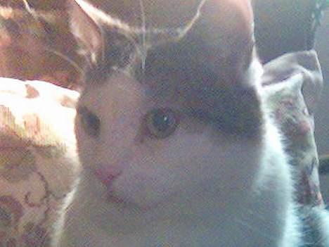 Huskat Moris billede 2