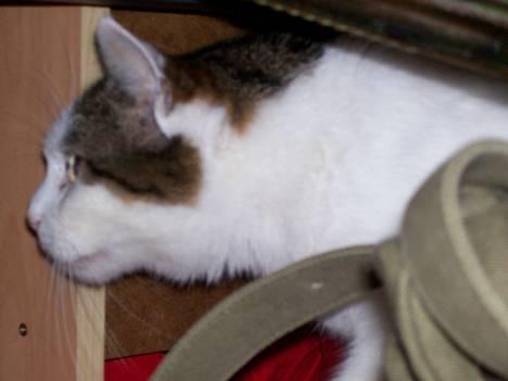 Huskat Moris - hvad er der der...? billede 3