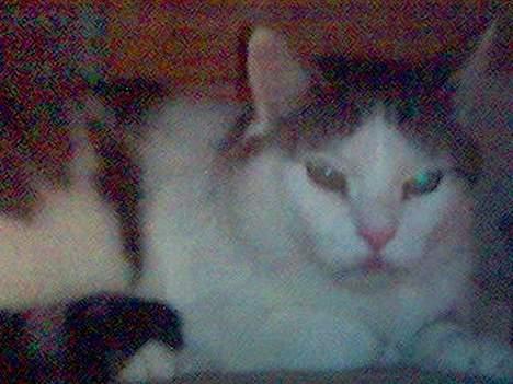 Huskat Moris billede 4