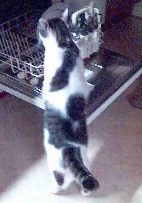 Huskat Moris - Jeg hjælper diig med at tømme opvaskemaskinen billede 5