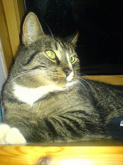 Huskat August billede 6