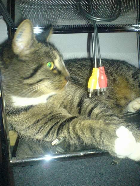 Huskat August billede 7