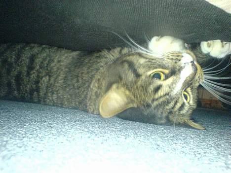 Huskat August - Skør kat :) fravler uder min sofa :D billede 8