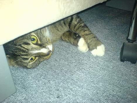 Huskat August billede 9