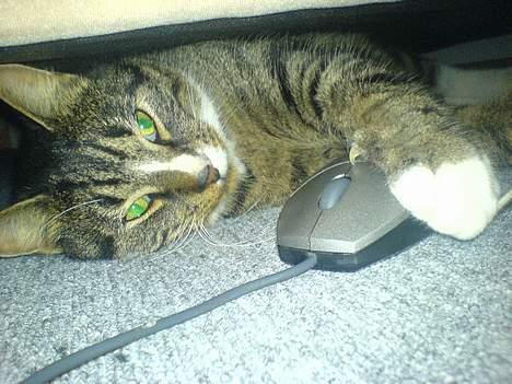 Huskat August - Så har han lige fangt en mus :D billede 10