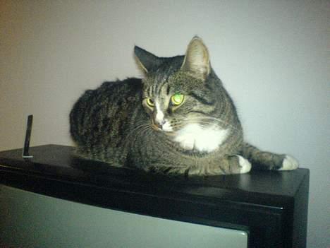 Huskat August billede 11