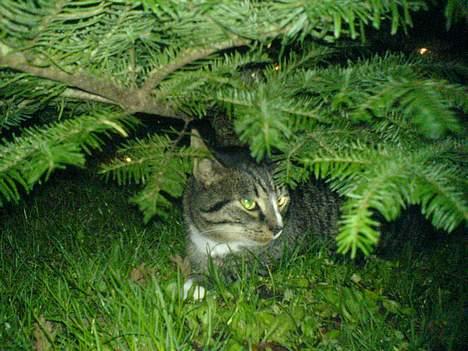 Huskat August - der genner han sig uder vors jule træ uden for  billede 12
