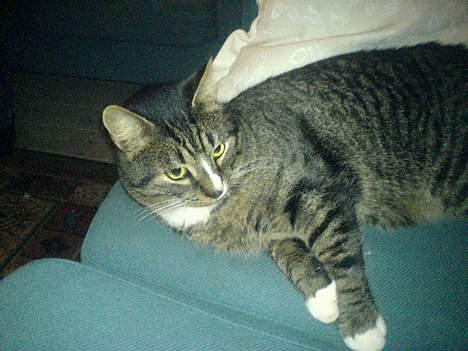 Huskat August - Der liger han bare godt :P billede 13