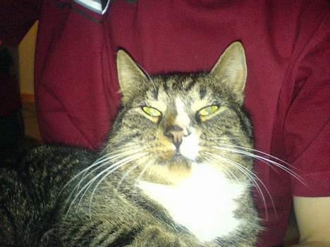 Huskat August - min nuser kat billede 14