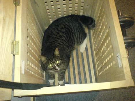 Huskat August - Han elsker at lig i min vasketøjs kurv :) billede 15