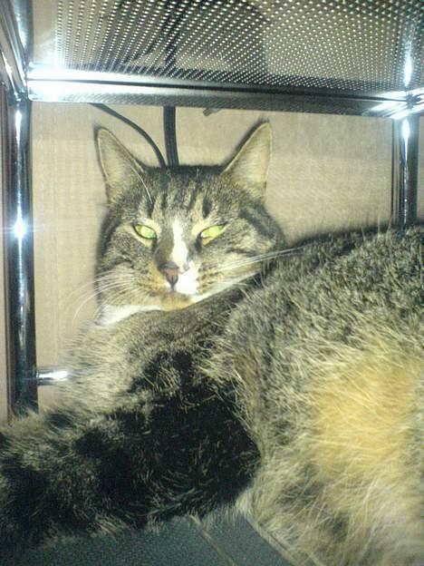 Huskat August billede 16