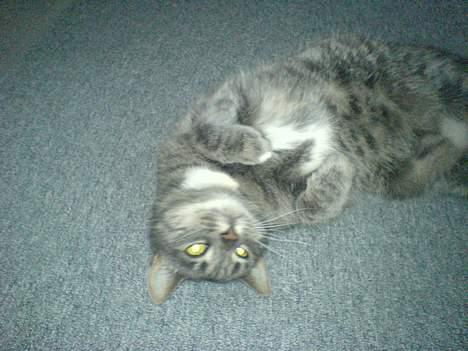 Huskat Daugni billede 1