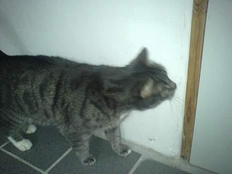 Huskat Daugni billede 2