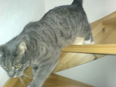 Huskat Daugni billede 3