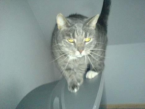 Huskat Daugni billede 4