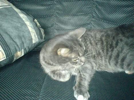 Huskat Daugni billede 5