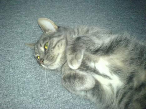 Huskat Daugni billede 6