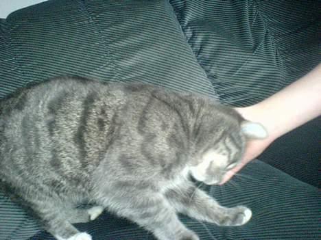 Huskat Daugni billede 7