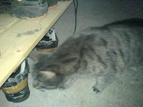 Huskat Daugni billede 8