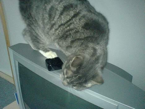 Huskat Daugni billede 10