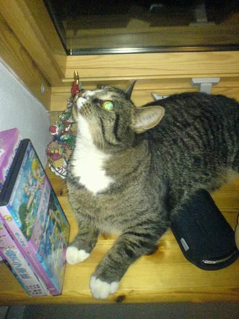 Huskat August billede 17