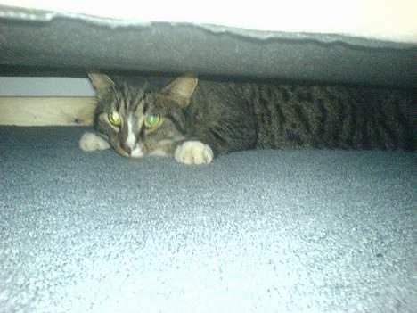 Huskat August billede 18