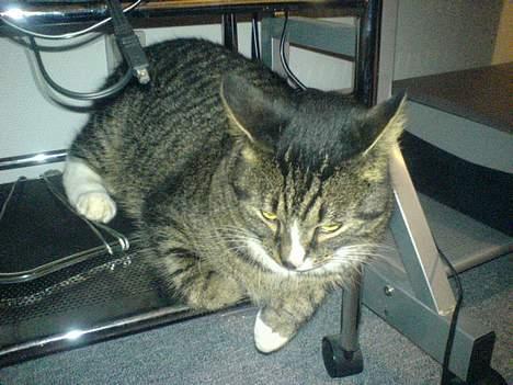 Huskat August billede 19