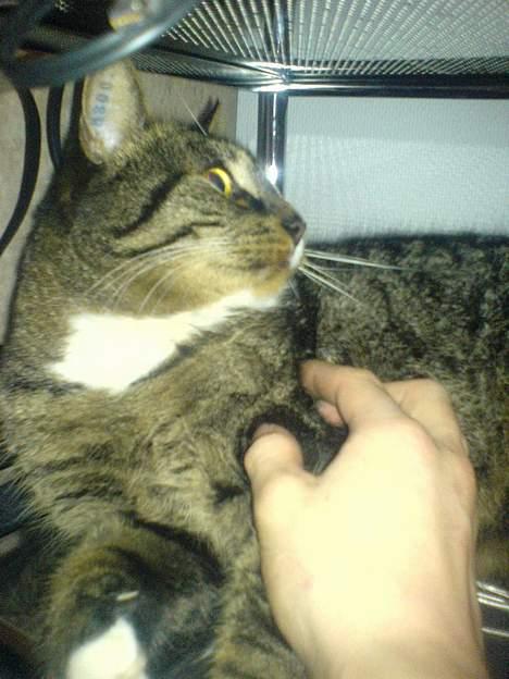 Huskat August billede 20