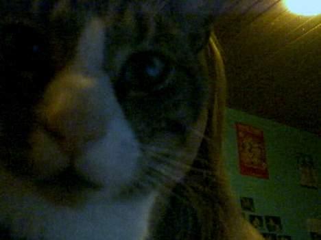 Huskat Oliver - Miiiin Oliver :D billede 10