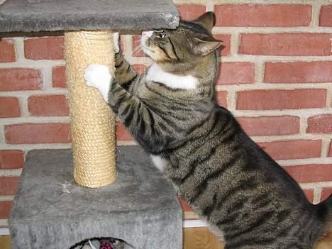 Huskat Oliver - Oliver ved sit krædsetræ... billede 11