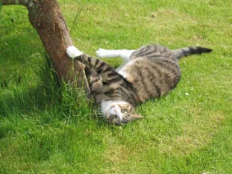 Huskat Oliver - Oliver ude i min mors have :) billede 12