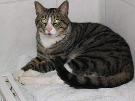 Huskat Oliver - Oliver på sin fasteplads ovenpå vasketøjskurven ;) billede 13