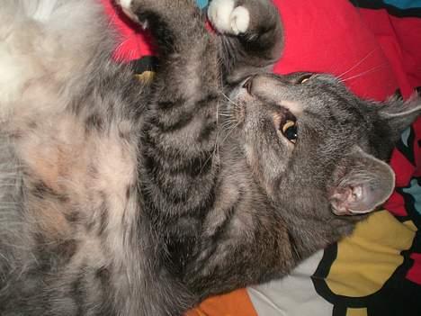 Huskat Hansa*død:'/ Hvil i fred  billede 8