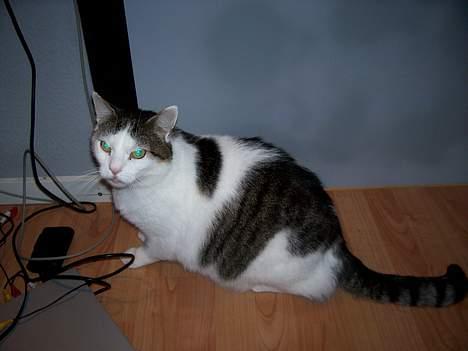 Huskat Moris billede 6