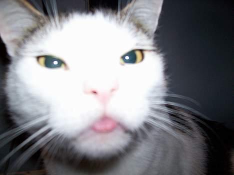 Huskat Moris - hvad er det du laver...? billede 7