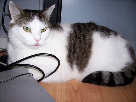 Huskat Moris billede 8