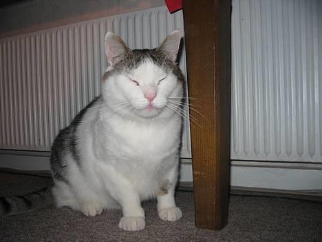 Huskat Moris billede 9