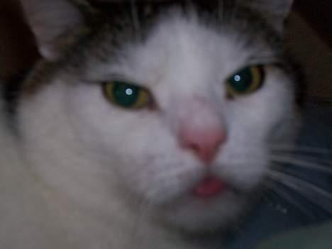 Huskat Moris billede 10