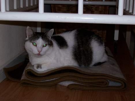 Huskat Moris - Lad miig nu bare sove billede 11