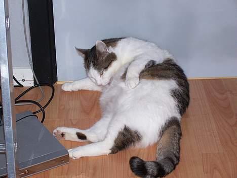 Huskat Moris billede 12