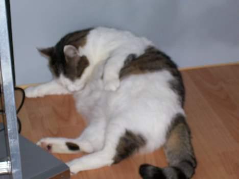 Huskat Moris billede 13