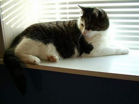 Huskat Safir - Her kan jeg ligge og se alt billede 1